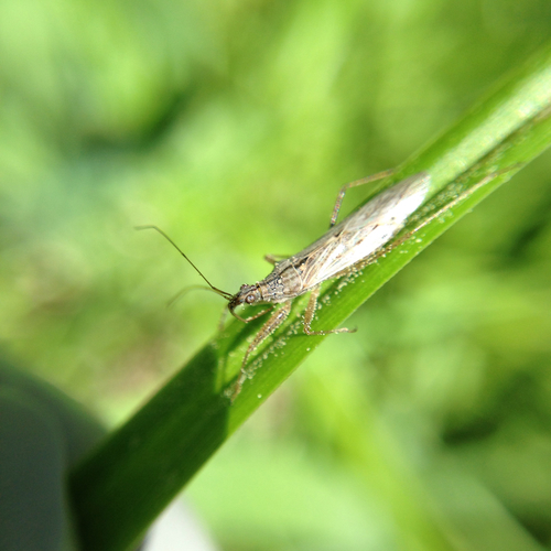 iNaturalist observation photo of Nabis