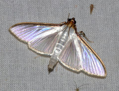Cydalima laticostalis