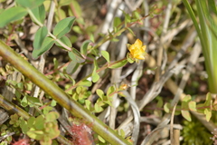 Hypericum anagalloides