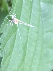 Ephemeroptera