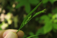 Carex laxiflora