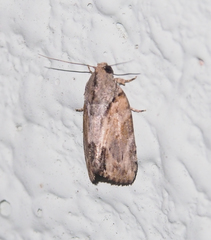 Etanna breviuscula