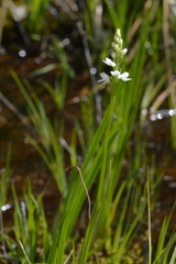 Platanthera dilatata albiflora