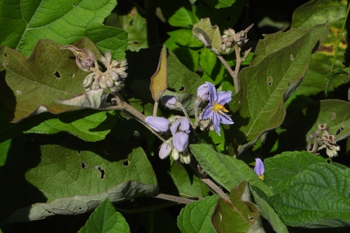 Image of Solanum lanceolatum by (c) Ricardo Betancourt Sánchez, some rights reserved (CC BY)