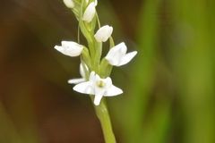 Platanthera dilatata albiflora