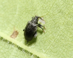 Orchestes mixtus