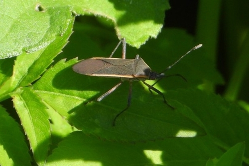Staluptus marginalis