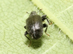 Orchestes mixtus