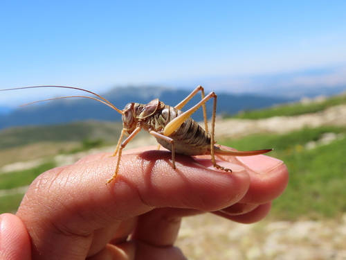 Spanish Saddle Bush-cricket