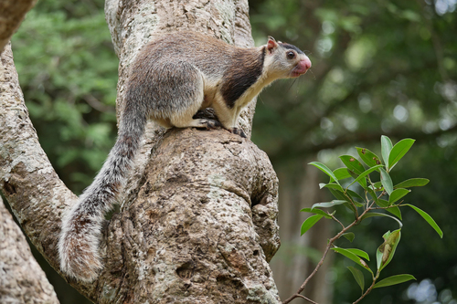 Sri Lankan Giant Squirrel