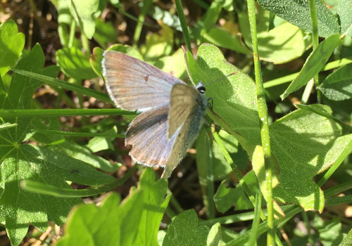 iNaturalist observation photo of Blues
