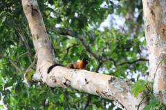 Saguinus tripartitus