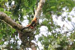 Saguinus tripartitus