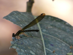 Heliocypha fenestrata