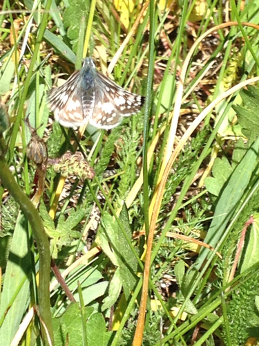 iNaturalist observation photo of New World Checkered-Skippers