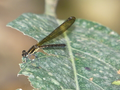 Heliocypha fenestrata