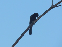 Cacicus chrysopterus