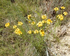 Dysodiopsis tagetoides