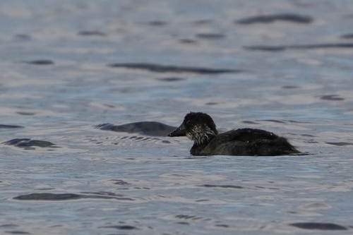 Common Scoter
