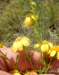 Dysodiopsis tagetoides