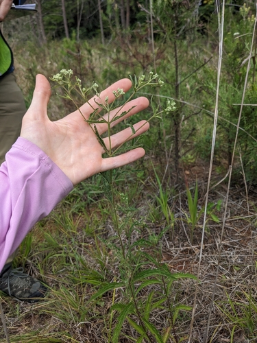 Image of Eupatorium saltuense by (c) Alaina Krakowiak, some rights reserved (CC BY)