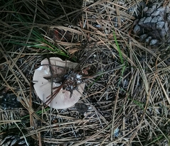 Tricholoma pardinum