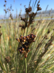 Juncus acutus leopoldii