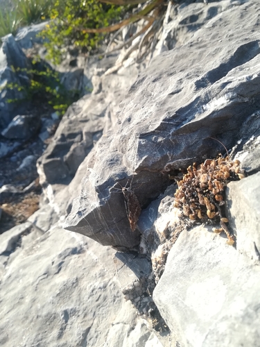 Estelle's Giant-Skipper
