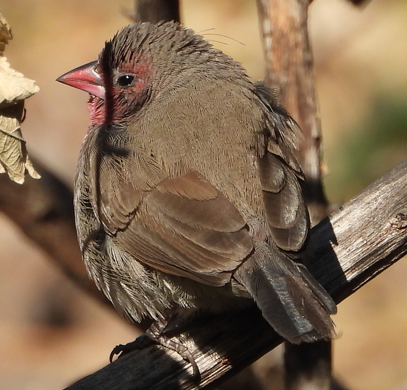 Brown Firefinch illustration