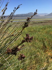 Juncus acutus leopoldii