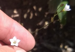 Saltugilia australis