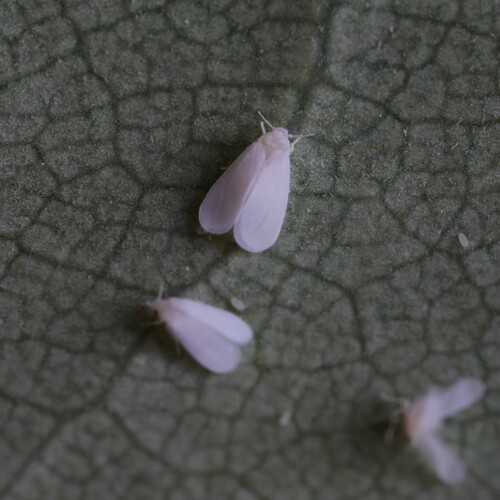 Rhododendron Whitefly