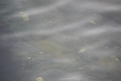Paralichthys californicus
