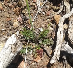 Saltugilia australis