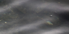 Paralichthys californicus