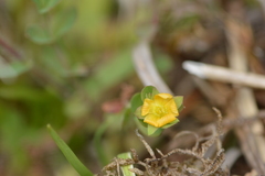 Hypericum anagalloides