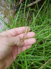 Carex microdonta