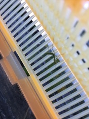 Stagmomantis limbata