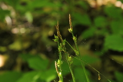 Carex communis