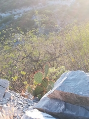 Opuntia dulcis
