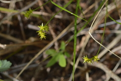 Carex echinata