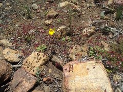 Sidotheca emarginata