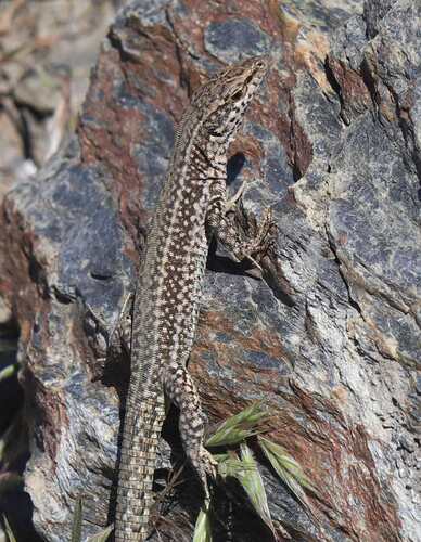 Andalusian wall lizard, photo 4 of 10