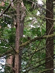 Troglodytes pacificus