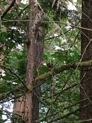 Troglodytes pacificus