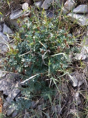 Coronilla coronata