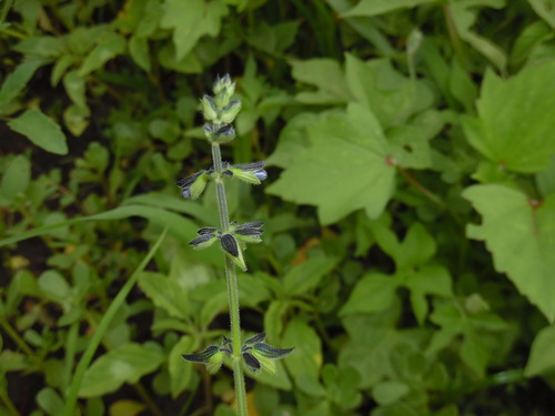 Image of Salvia subincisa by (c) Rodolfo Maximiliano Gutiérrez-Sánchez, some rights reserved (CC BY)