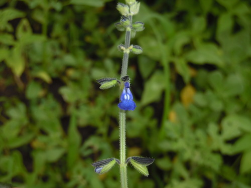 Image of Salvia subincisa by (c) Rodolfo Maximiliano Gutiérrez-Sánchez, some rights reserved (CC BY)
