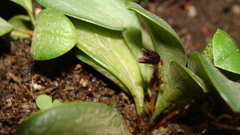 Stelis nigriflora