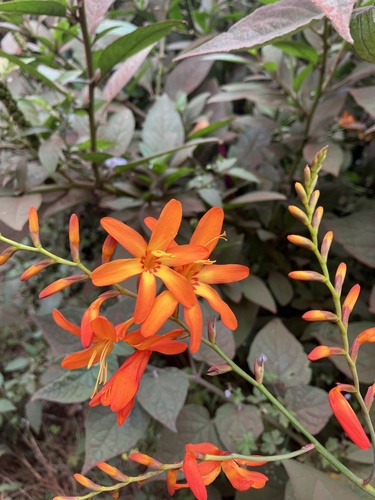Crocosmia crocosmiiflora observed 2024-07-21